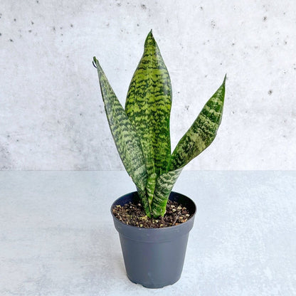  Sansevieria Trifasciata ‘Black Coral Snake Plant' - Various Sizes