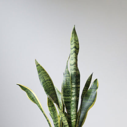  Sansevieria Trifasciata 'Laurentii' | Classic Variegated Snake Plant