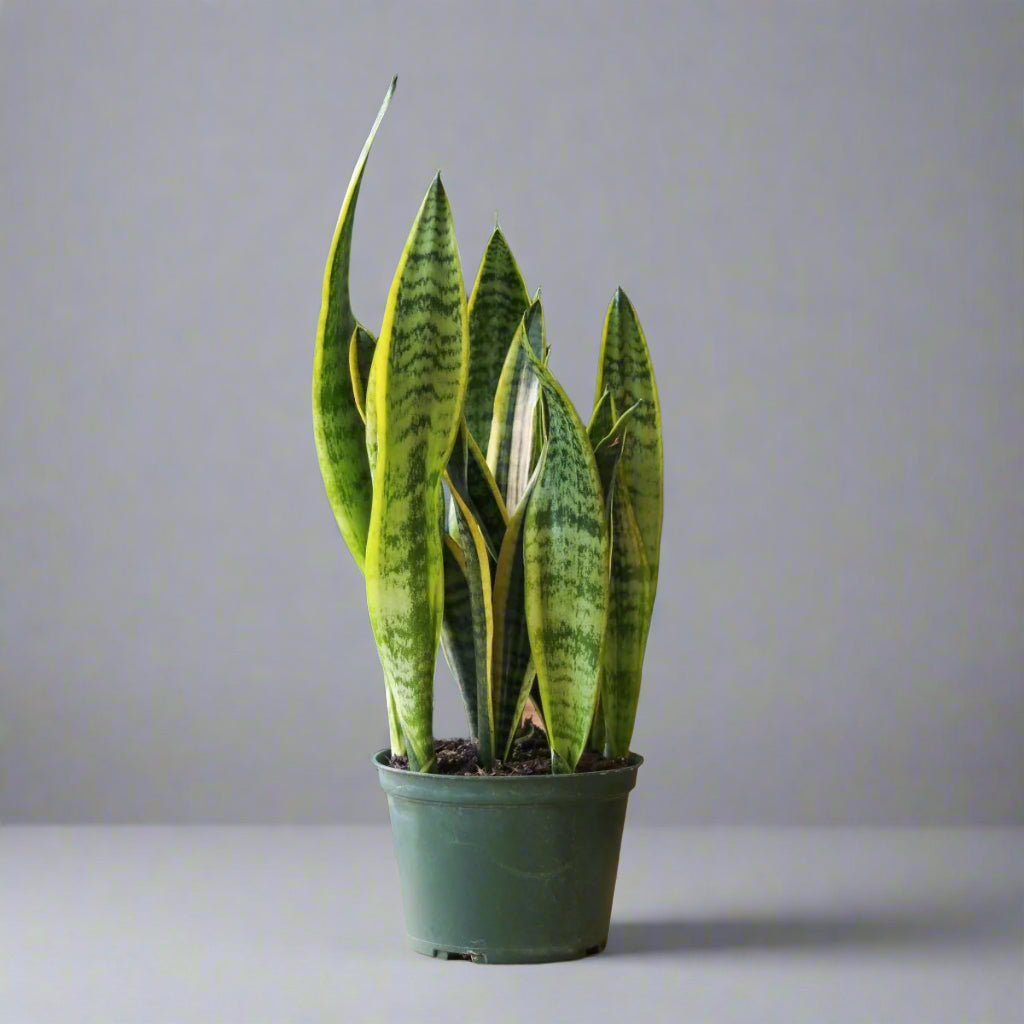  Sansevieria Trifasciata 'Laurentii' | Classic Variegated Snake Plant
