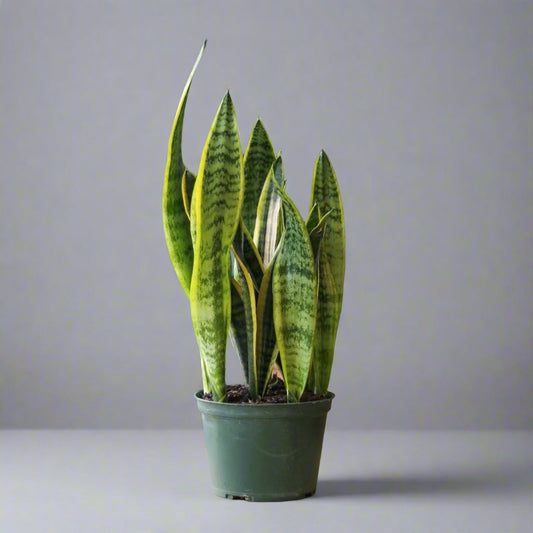  Sansevieria Trifasciata 'Laurentii' | Classic Variegated Snake Plant