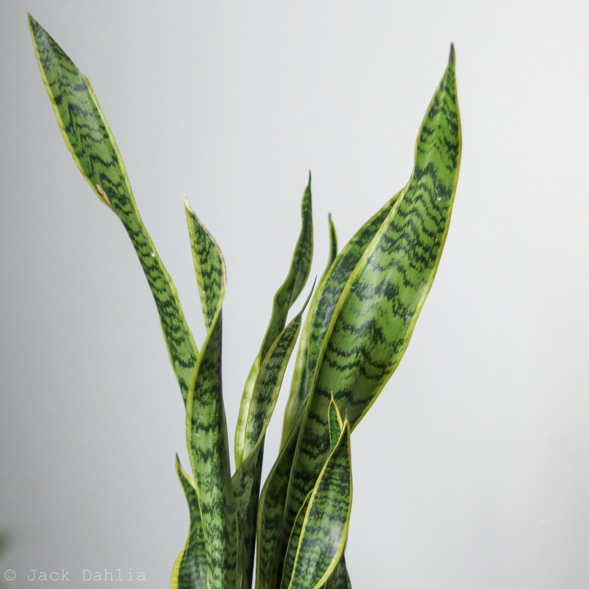  Sansevieria Trifasciata 'Laurentii' | Classic Variegated Snake Plant