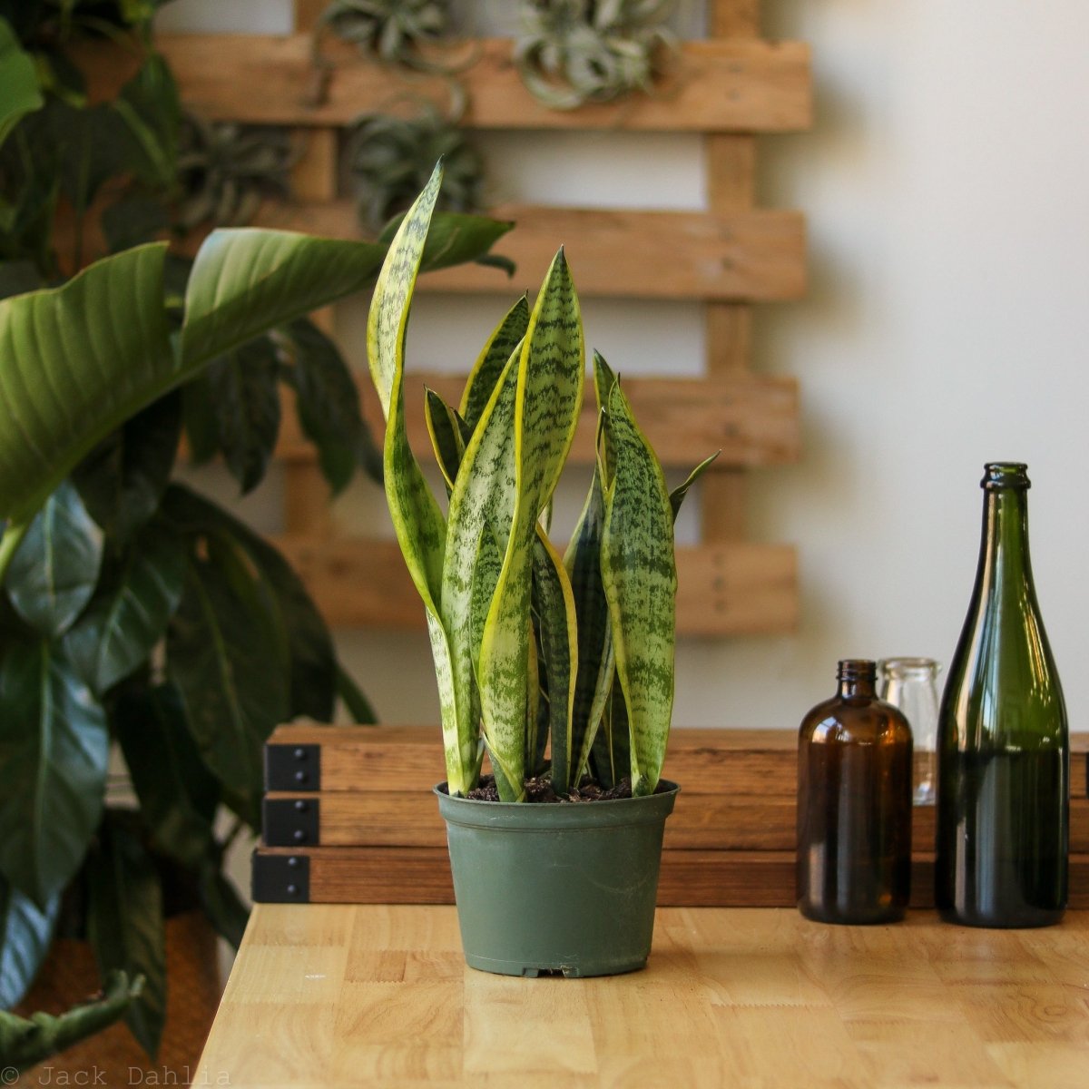  Sansevieria Trifasciata 'Laurentii' | Classic Variegated Snake Plant