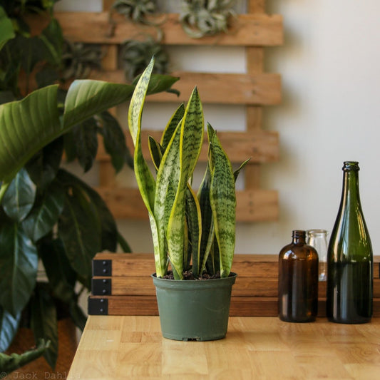  Sansevieria Trifasciata 'Laurentii' | Classic Variegated Snake Plant