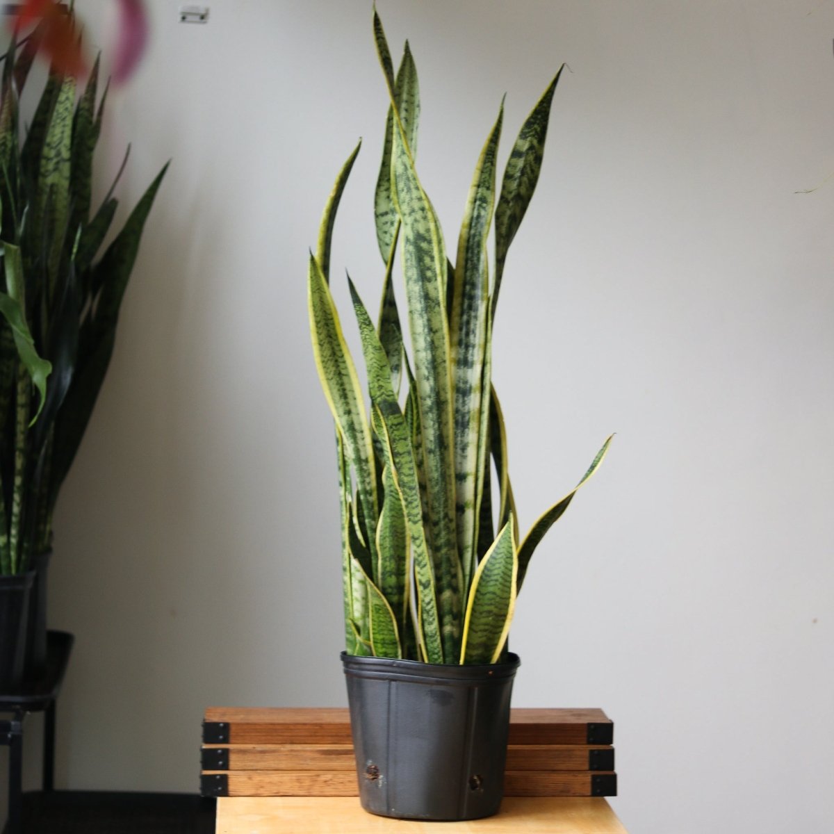  Sansevieria Trifasciata 'Laurentii' | Classic Variegated Snake Plant