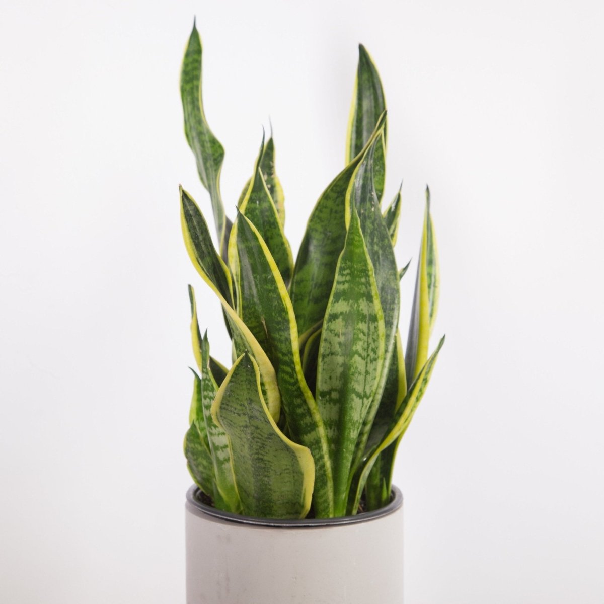  Sansevieria Trifasciata 'Laurentii' | Classic Variegated Snake Plant