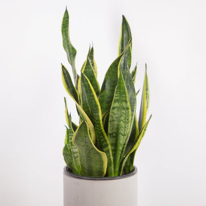 Sansevieria Trifasciata 'Laurentii' | Classic Variegated Snake Plant