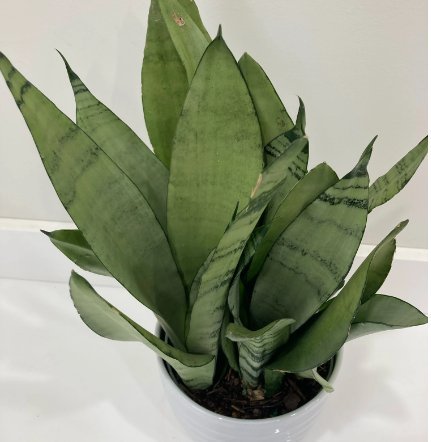  Sansevieria Trifasciata 'Moonshine'