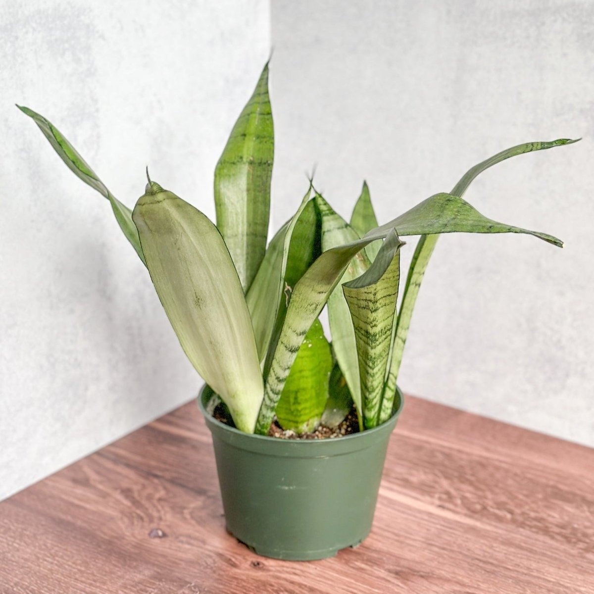  Sansevieria Trifasciata 'Moonshine'