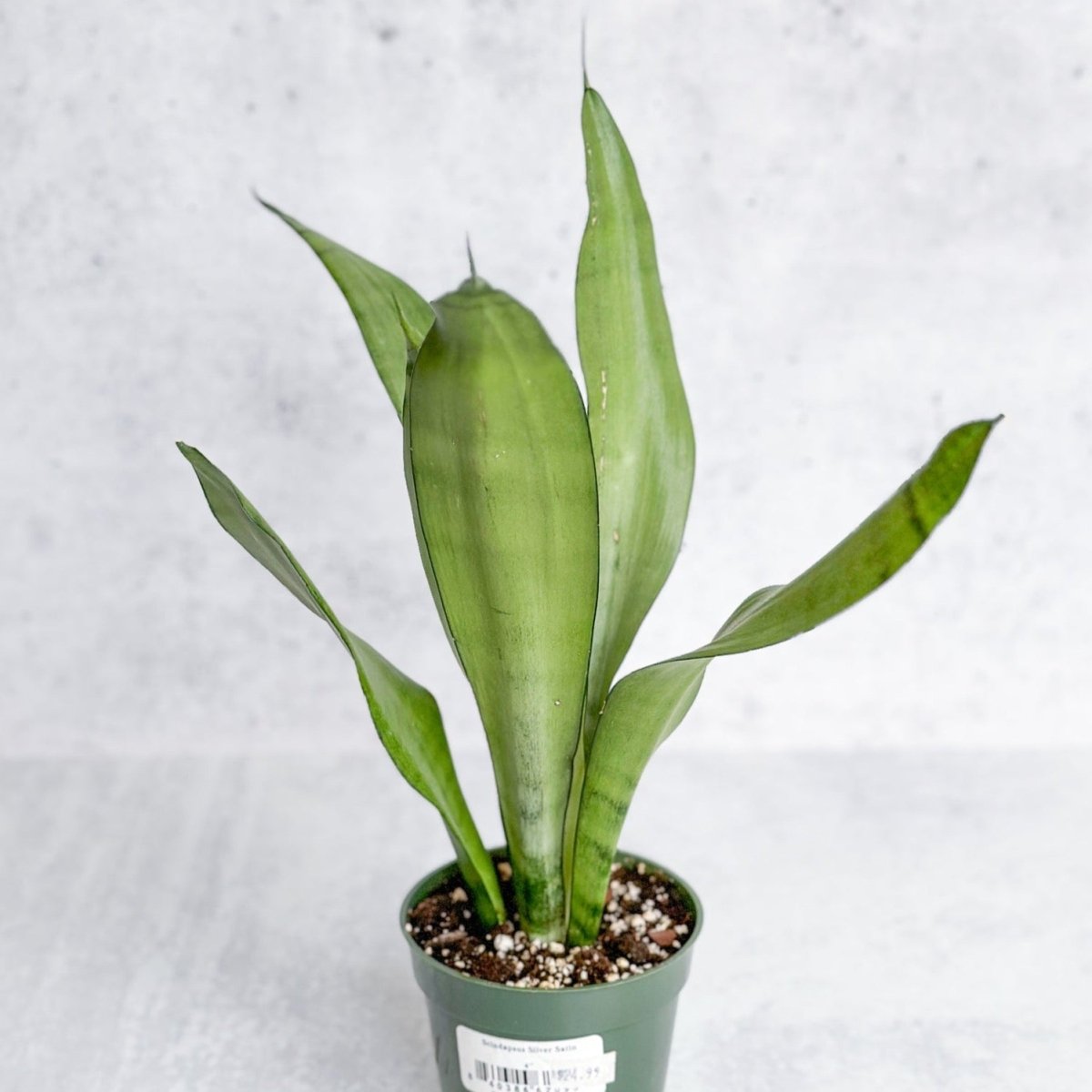  Sansevieria Trifasciata 'Moonshine'