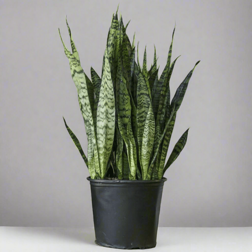 Sansevieria Zeylanica 'Bowstring Hemp' Large Snake Plant
