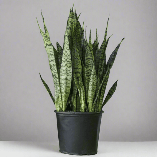  Sansevieria Zeylanica 'Bowstring Hemp' Large Snake Plant