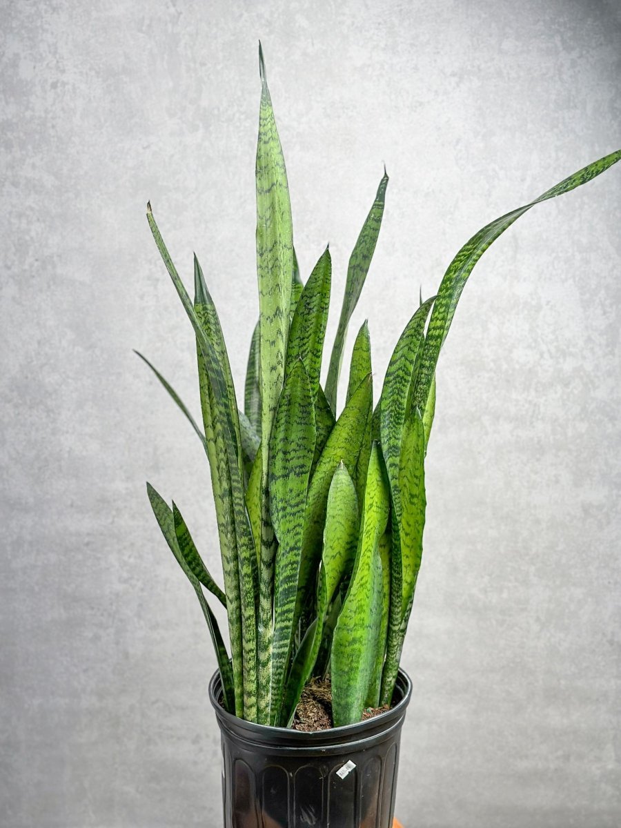  Sansevieria Zeylanica 'Bowstring Hemp' – Snake Plant