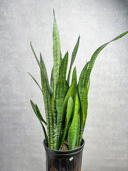  Sansevieria Zeylanica 'Bowstring Hemp' – Snake Plant