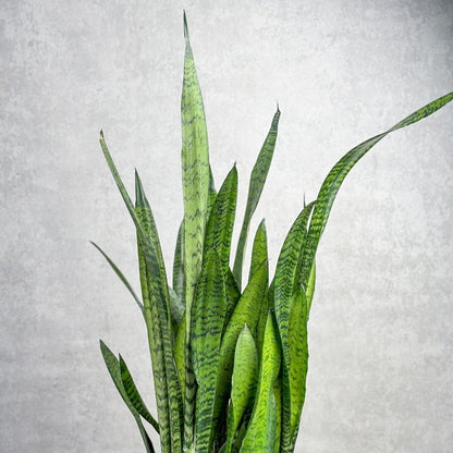  Sansevieria Zeylanica 'Bowstring Hemp' – Snake Plant
