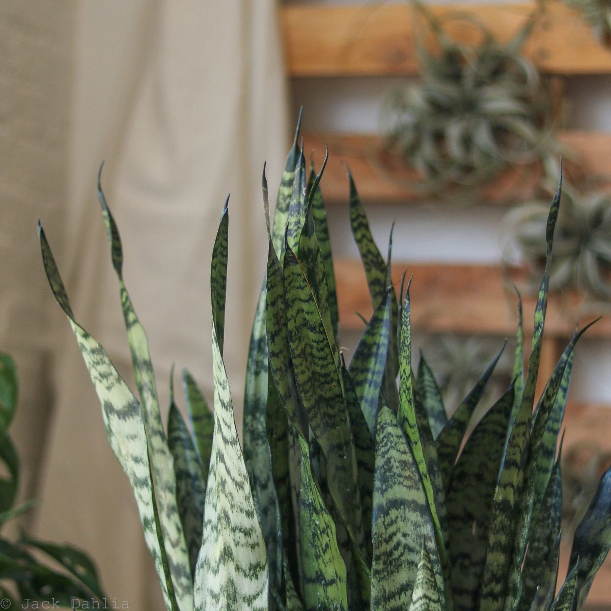  Sansevieria Zeylanica 'Bowstring Hemp' – Snake Plant