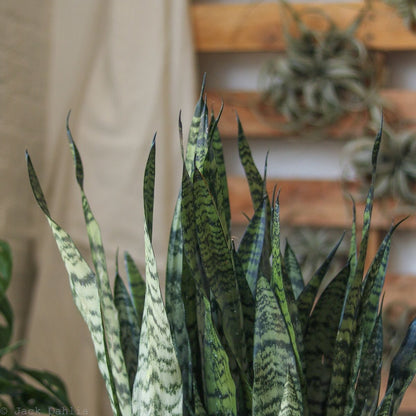  Sansevieria Zeylanica 'Bowstring Hemp' – Snake Plant