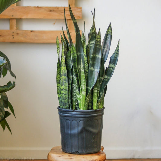  Sansevieria Zeylanica 'Bowstring Hemp' – Snake Plant