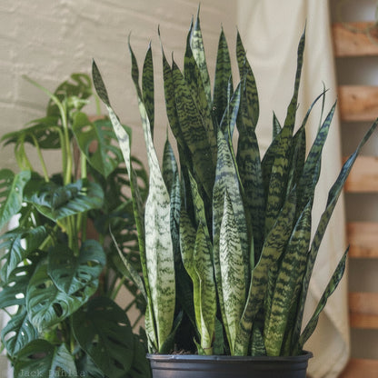  Sansevieria Zeylanica 'Bowstring Hemp' – Snake Plant