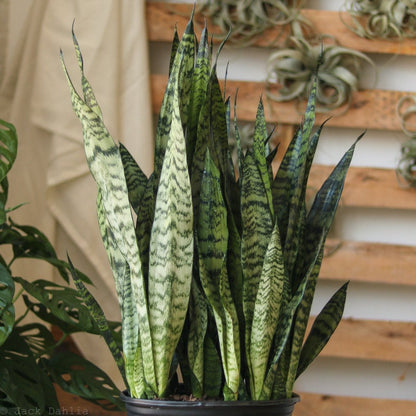  Sansevieria Zeylanica 'Bowstring Hemp' – Snake Plant