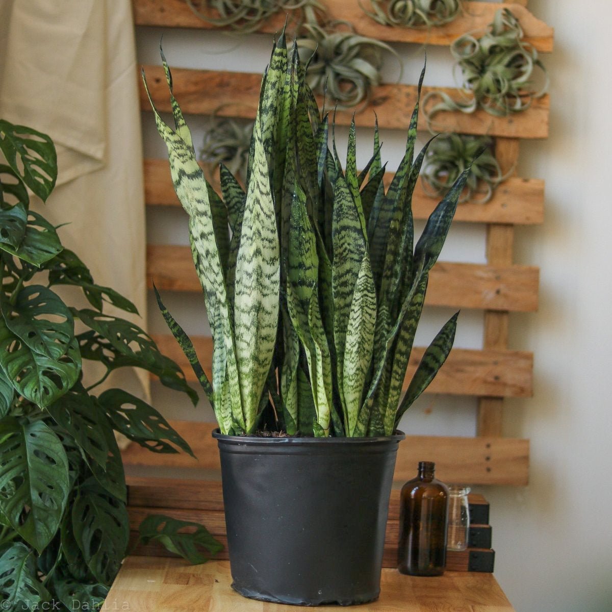  Sansevieria Zeylanica 'Bowstring Hemp' – Snake Plant