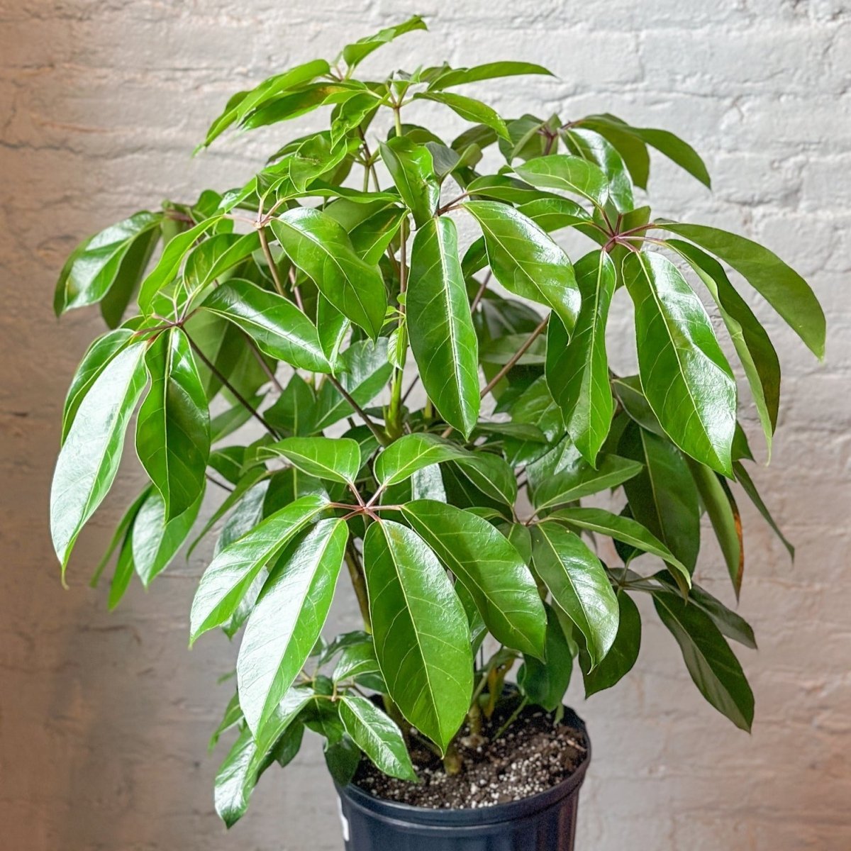  Schefflera Amate - Amate Umbrella Tree