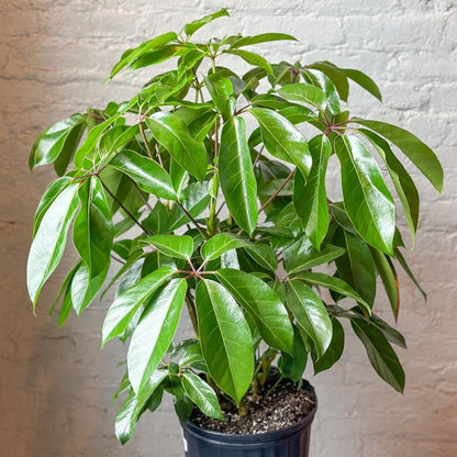  Schefflera Amate - Amate Umbrella Tree