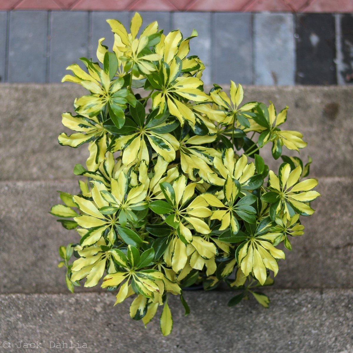  Schefflera Arboricola Trinette 'Dwarf Umbrella Tree' Floor Plant