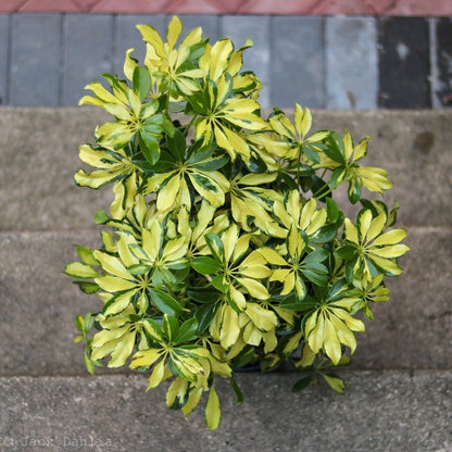  Schefflera Arboricola Trinette 'Dwarf Umbrella Tree' Floor Plant