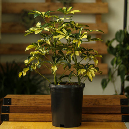  Schefflera Arboricola Trinette 'Dwarf Umbrella Tree' Floor Plant