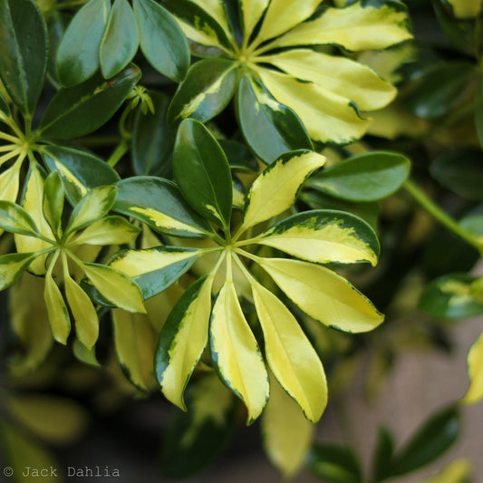 Schefflera Arboricola Trinette 'Dwarf Umbrella Tree' Floor Plant