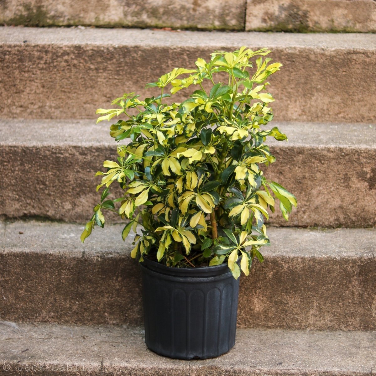  Schefflera Arboricola Trinette 'Dwarf Umbrella Tree' Floor Plant