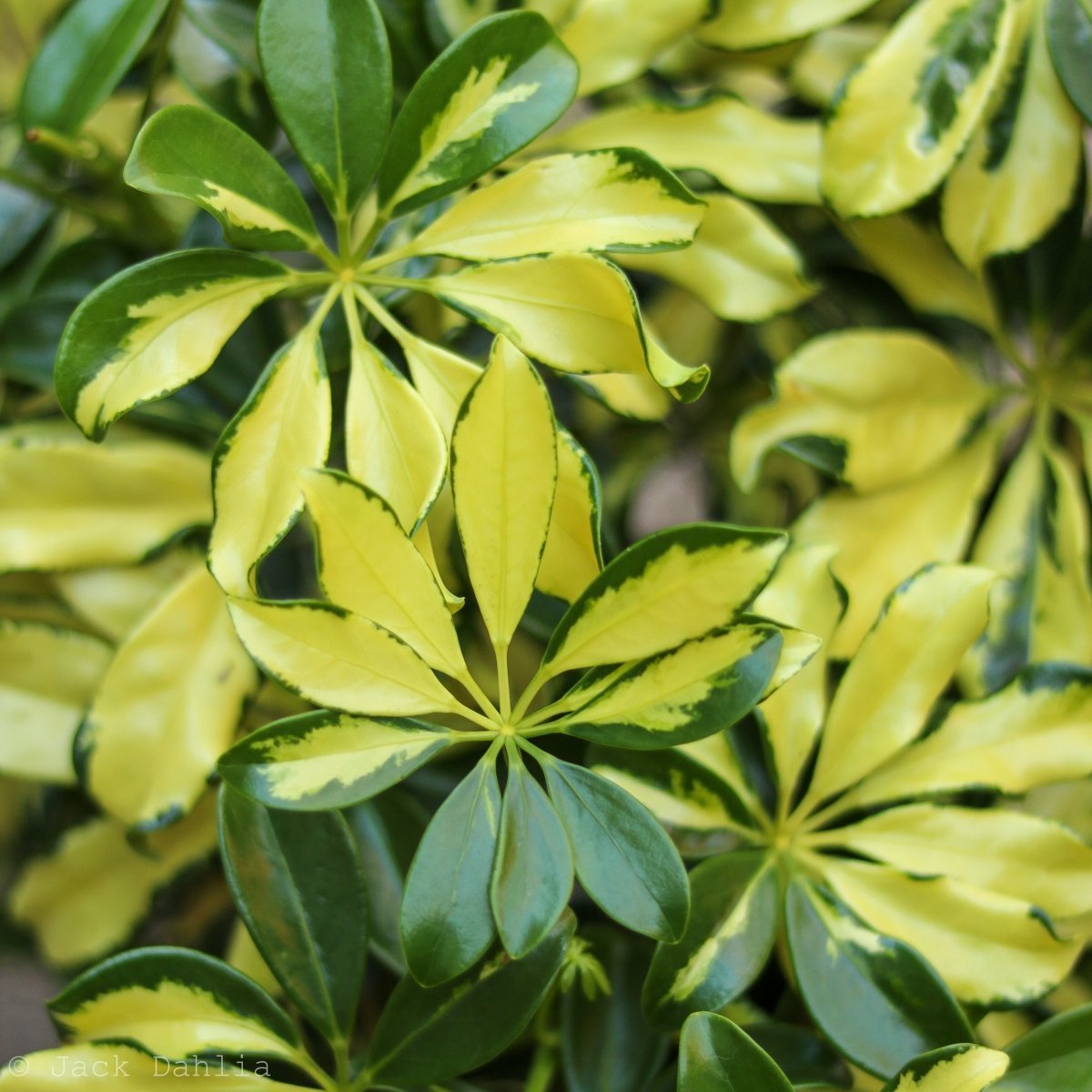  Schefflera Arboricola Trinette 'Dwarf Umbrella Tree' Floor Plant