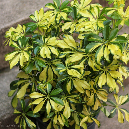  Schefflera Arboricola Trinette 'Dwarf Umbrella Tree' Floor Plant