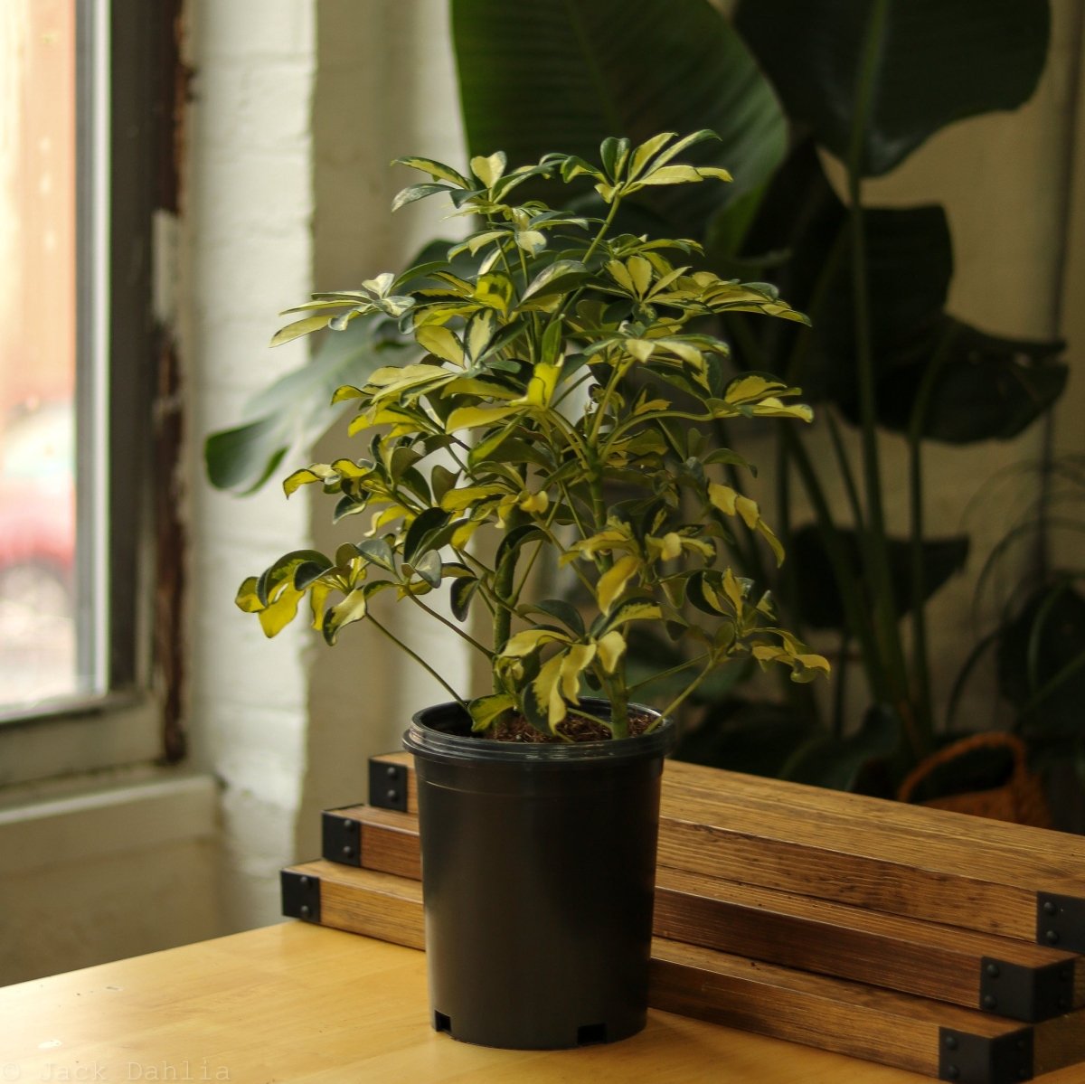  Schefflera Arboricola Trinette 'Dwarf Umbrella Tree' Floor Plant