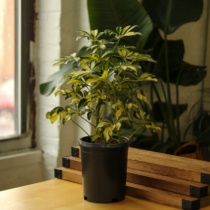  Schefflera Arboricola Trinette 'Dwarf Umbrella Tree' Floor Plant