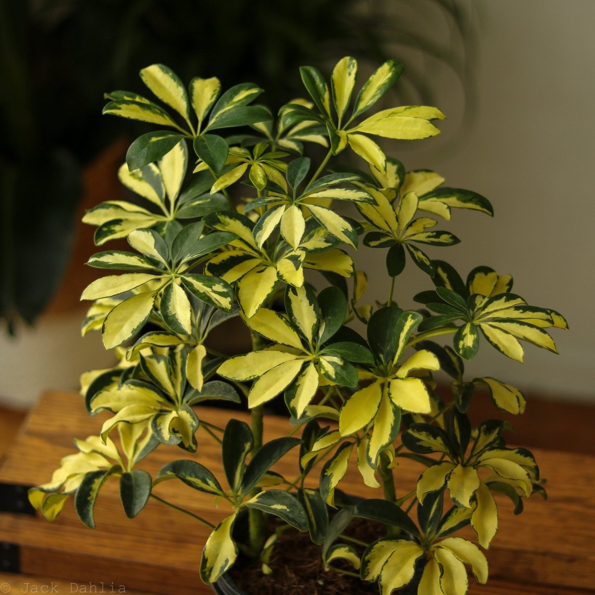 Schefflera Arboricola Trinette 'Dwarf Umbrella Tree' Floor Plant
