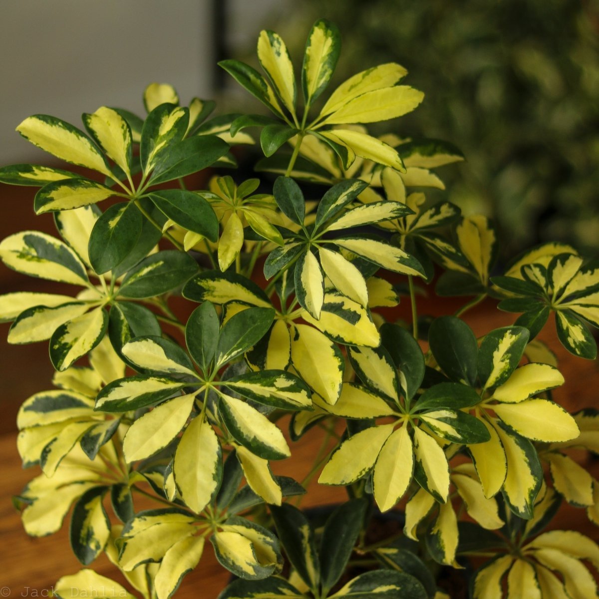  Schefflera Arboricola Trinette 'Dwarf Umbrella Tree' Floor Plant