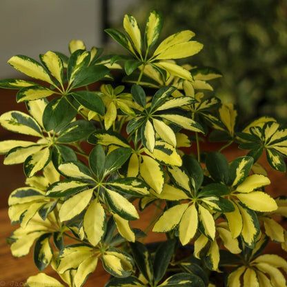  Schefflera Arboricola Trinette 'Dwarf Umbrella Tree' Floor Plant