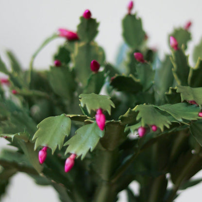  Schlumbergera Bridgessii 'Christmas Cactus'