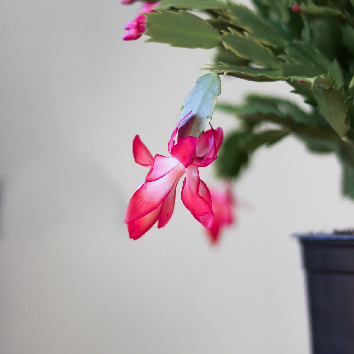  Schlumbergera Bridgessii 'Christmas Cactus'