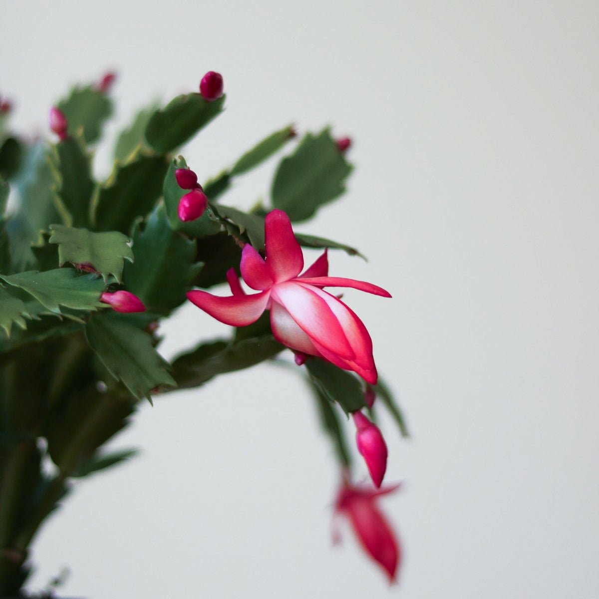  Schlumbergera Bridgessii 'Christmas Cactus'