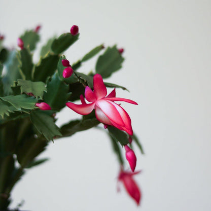  Schlumbergera Bridgessii 'Christmas Cactus'