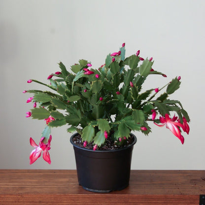  Schlumbergera Bridgessii 'Christmas Cactus'