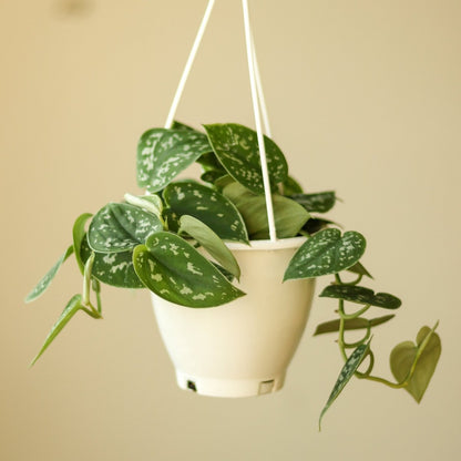  Scindapsus Pictus Argyraeus 'Satin Pothos' Hanging Basket