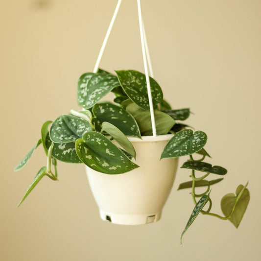  Scindapsus Pictus Argyraeus 'Satin Pothos' Hanging Basket