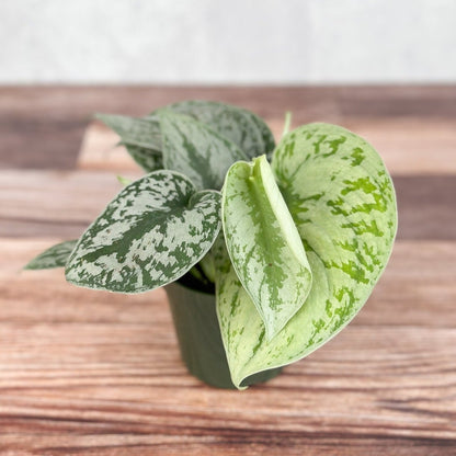  Scindapsus Pictus ‘Exotica’