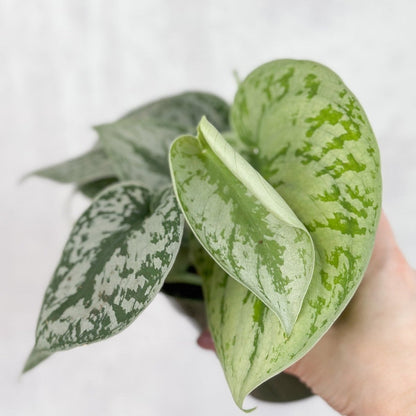  Scindapsus Pictus ‘Exotica’