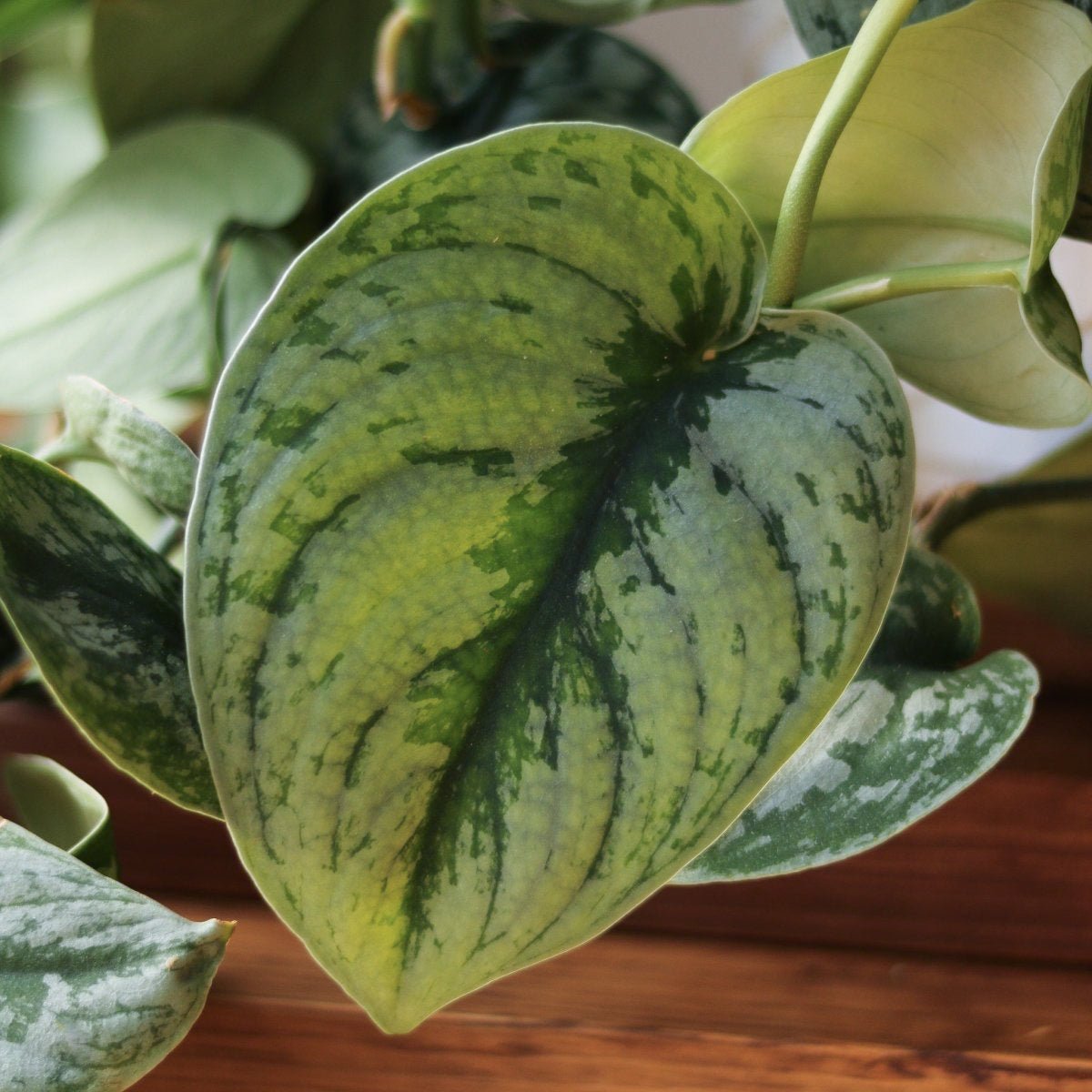  Scindapsus Pictus ‘Exotica’