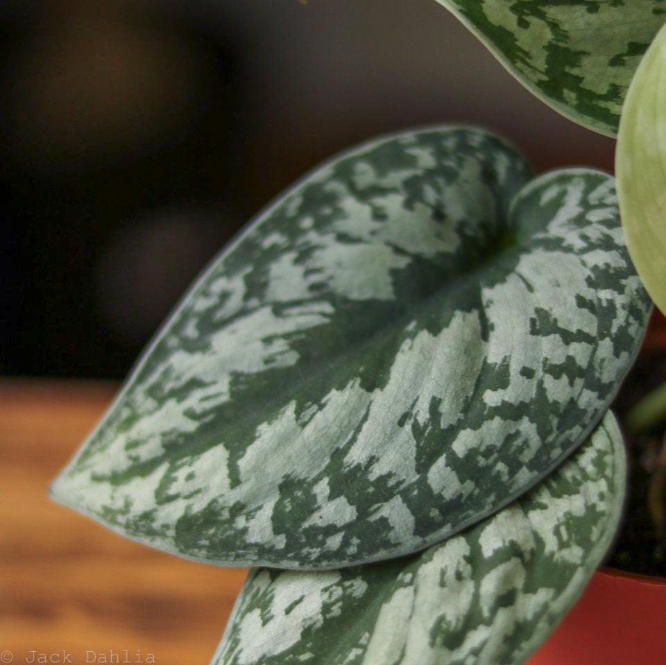  Scindapsus Pictus ‘Exotica’