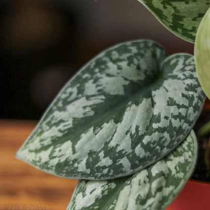  Scindapsus Pictus ‘Exotica’